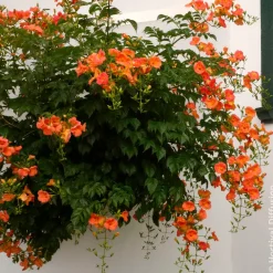 Bignone à grandes fleurs - Un mur de fleurs orange