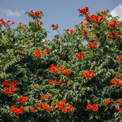 Bignone Stromboli - Un mur de fleurs en été