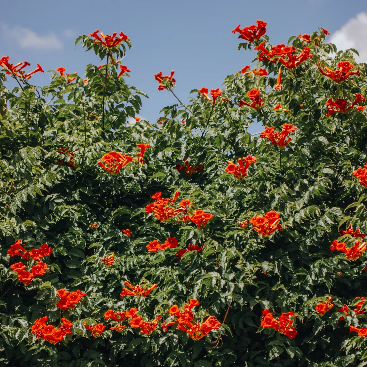 Bignone Stromboli - Un mur de fleurs en été