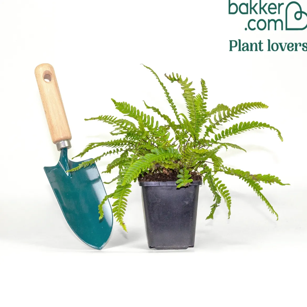 Blechnum en épi - Du vert toute l'année