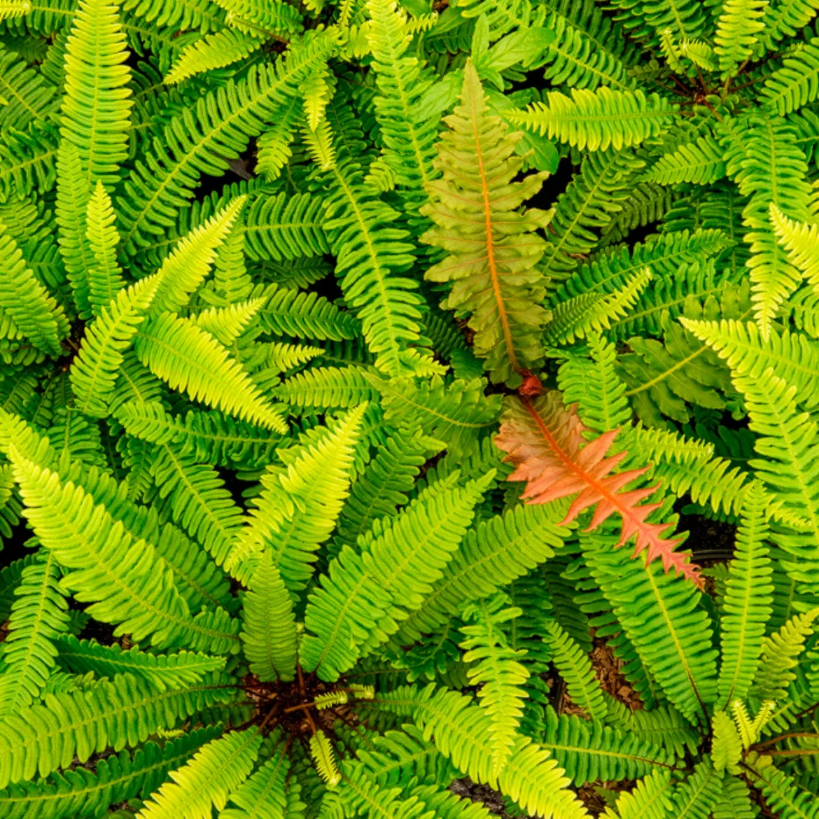 Blechnum en épi - Du vert toute l'année