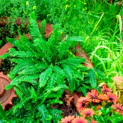 Blechnum en épi - Du vert toute l'année