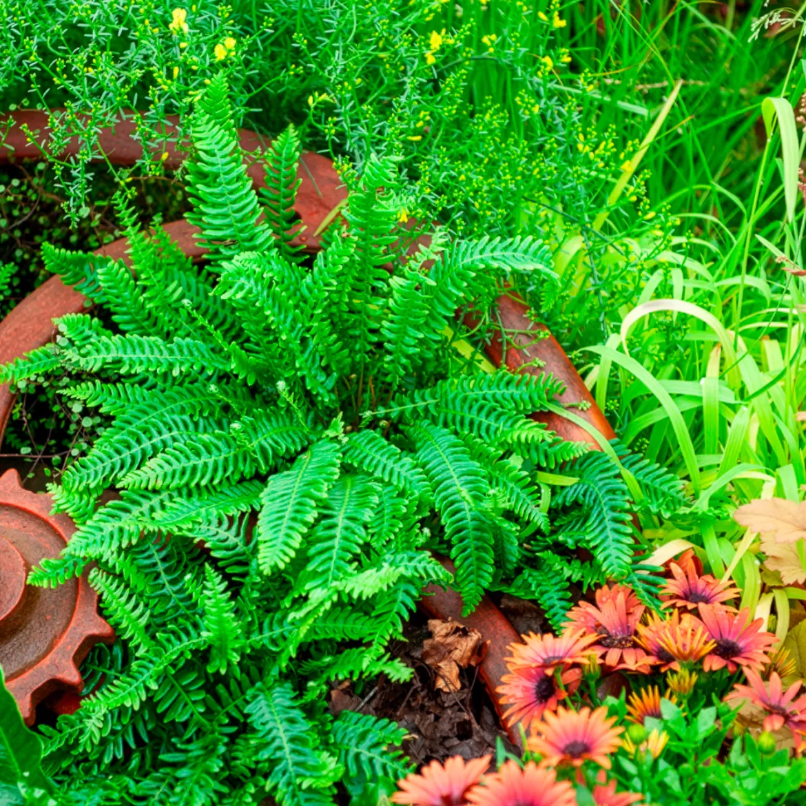 Blechnum en épi - Du vert toute l'année