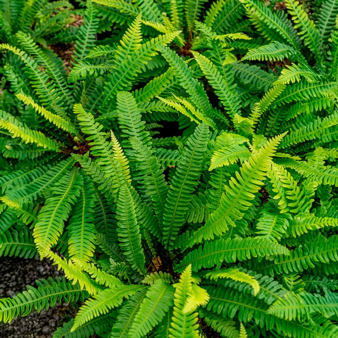 Blechnum en épi - Du vert toute l'année