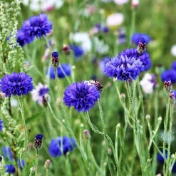 Bleuet champêtre Blue Boy - Un bleu pur tout l'été