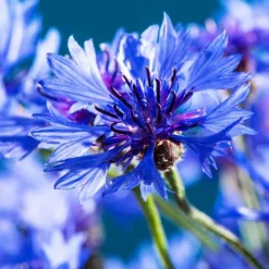 Bleuet champêtre Blue Boy - Un bleu pur tout l'été
