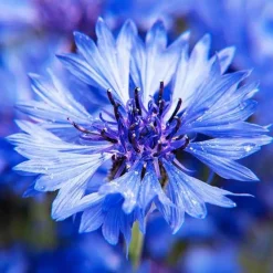 Bleuet champêtre Blue Boy - Un bleu pur tout l'été