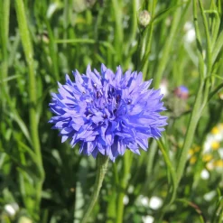 Bleuet champêtre Blue Boy - Un bleu pur tout l'été