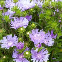 Bleuet d'Amérique Mels Blue - Du bleu tout l'été sans effort