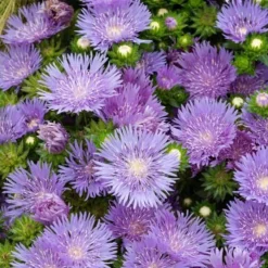 Bleuet d'Amérique Mels Blue - Du bleu tout l'été sans effort