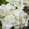 Bougainvillier blanc - L'élégance blanche en cascade