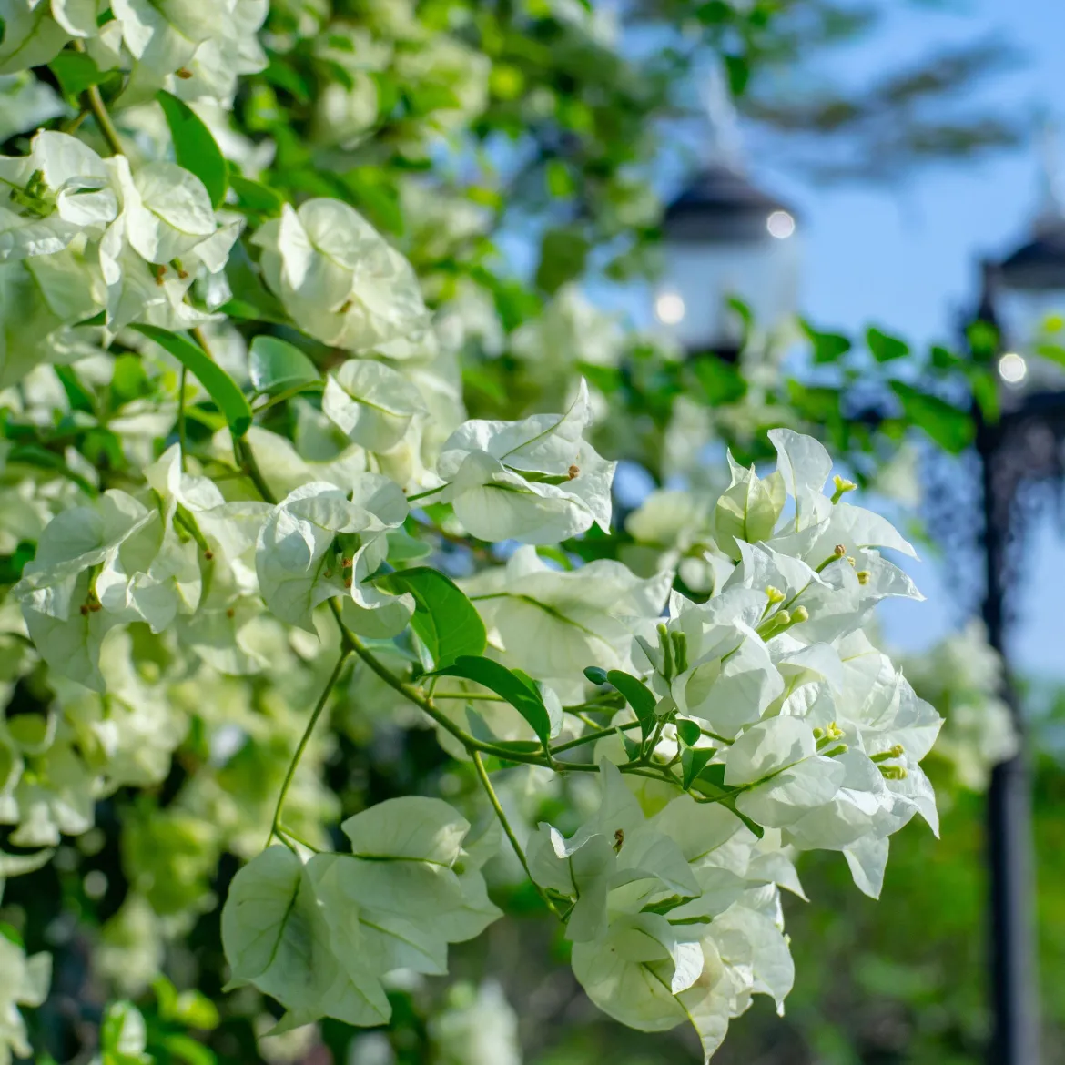 Bougainvillier blanc - L'élégance blanche en cascade