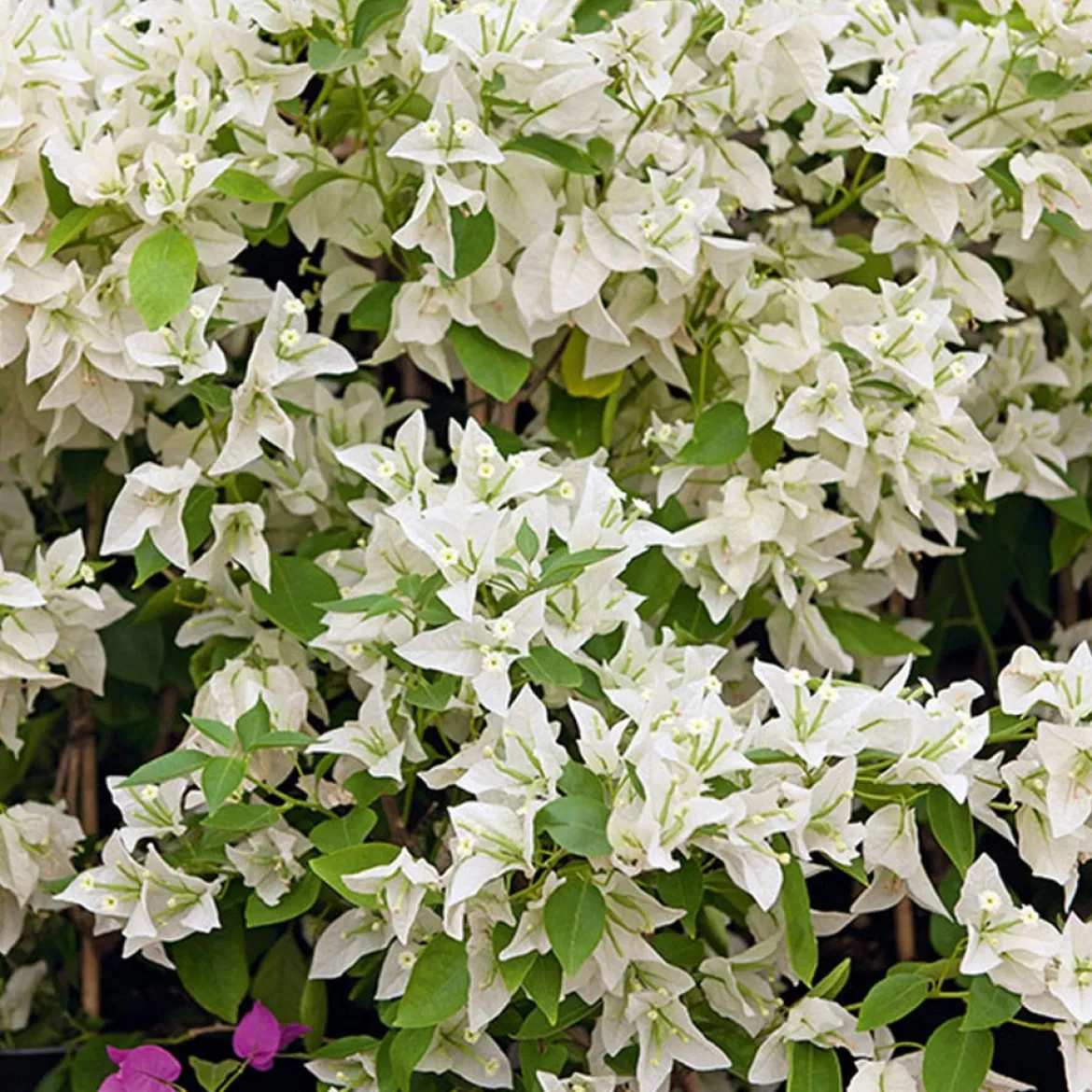 Bougainvillier blanc - L'élégance blanche en cascade