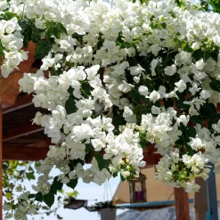 Bougainvillier blanc - L'élégance blanche en cascade