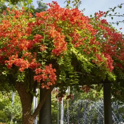 Bougainvillier Orange - Un mur de soleil orange