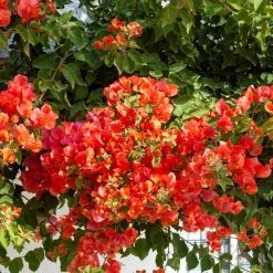 Bougainvillier Orange - Un mur de soleil orange