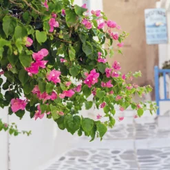 Bougainvillier rose - Un mur de fleurs roses