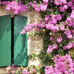Bougainvillier rose - Un mur de fleurs roses