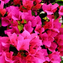 Bougainvillier rose - Un mur de fleurs roses
