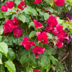 Bougainvillier Rouge - Un mur de feu en été