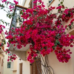 Bougainvillier Rouge - Un mur de feu en été