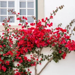 Bougainvillier Rouge - Un mur de feu en été