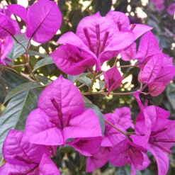Bougainvillier rustique Violet de Mèze - Un mur de fleurs violettes