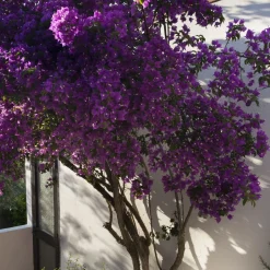 Bougainvillier rustique Violet de Mèze - Un mur de fleurs violettes