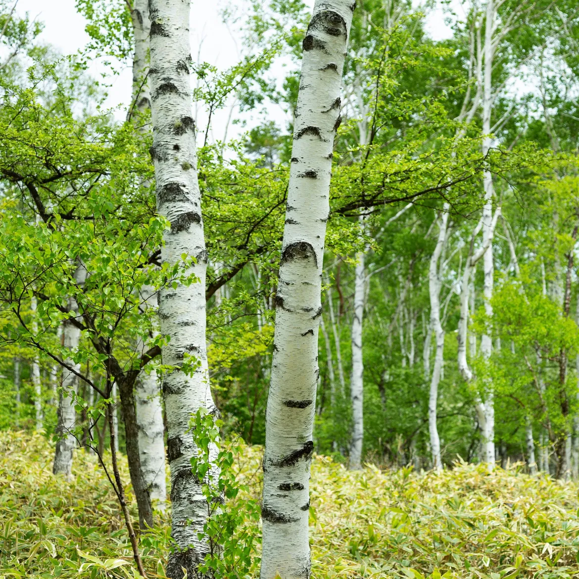 Bouleau commun - Blancheur qui illumine
