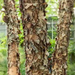 Bouleau noir - L'arbre qui aime l'eau