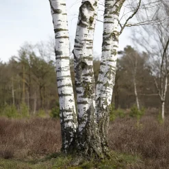 Bouleau pubescent - L'arbre blanc qui pousse vite