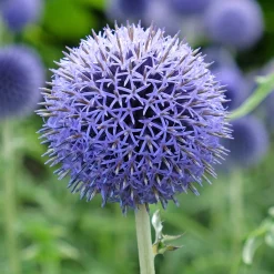 Boule azurée Blue Globe - Des boules bleues métalliques