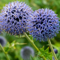 Boule azurée Blue Globe - Des boules bleues métalliques