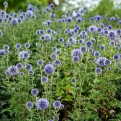 Boule azurée - Chardon boule - Echinops - Bleu métallique tout l'été