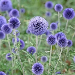 Boule azurée - Chardon boule - Echinops - Bleu métallique tout l'été