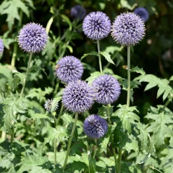 Boule azurée - Chardon boule - Echinops - Bleu métallique tout l'été