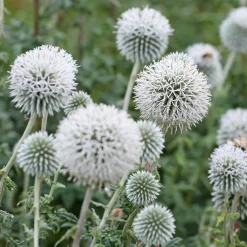 Boule azurée Star Frost - Chardon boule - Des boules givrées tout l'été