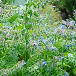 Bourrache Bleu Bio - Fleurs bleues à croquer