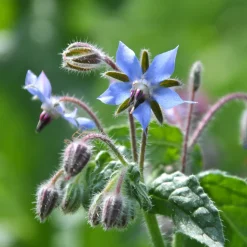 Bourrache Bleu Bio - Fleurs bleues à croquer