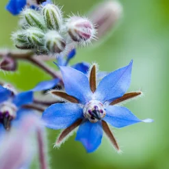 Bourrache Bleu et Blanche - Fleurs à croquer tout l'été
