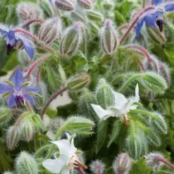 Bourrache Bleu et Blanche - Fleurs à croquer tout l'été