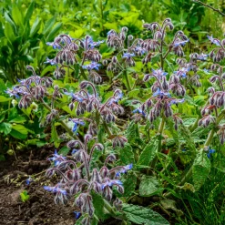 Bourrache Bleu et Blanche - Fleurs à croquer tout l'été