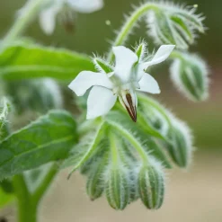 Bourrache Bleu et Blanche - Fleurs à croquer tout l'été