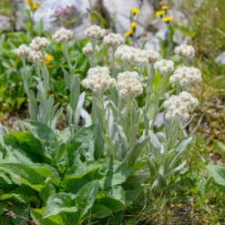 Bouton d'argent des Alpes - Blanc éclatant, zéro effort