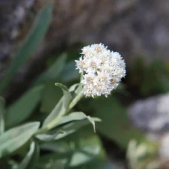 Bouton d'argent des Alpes - Blanc éclatant, zéro effort