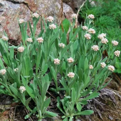 Bouton d'argent des Alpes - Blanc éclatant, zéro effort