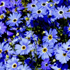 Brachycome - Un tapis de fleurs bleues