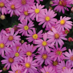3 Brachyscomes Magenta - Un nuage de fleurs magenta