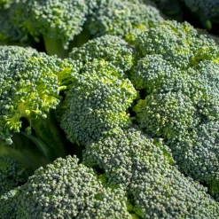 Brocoli Calabrese Natalino Bio - Des brocolis maison faciles
