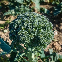 Brocoli Calabrese Natalino Bio - Des brocolis maison faciles